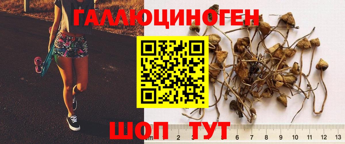 Псилоцибиновые грибы Psilocybine cubensis  Вход с VPN  Калуга 